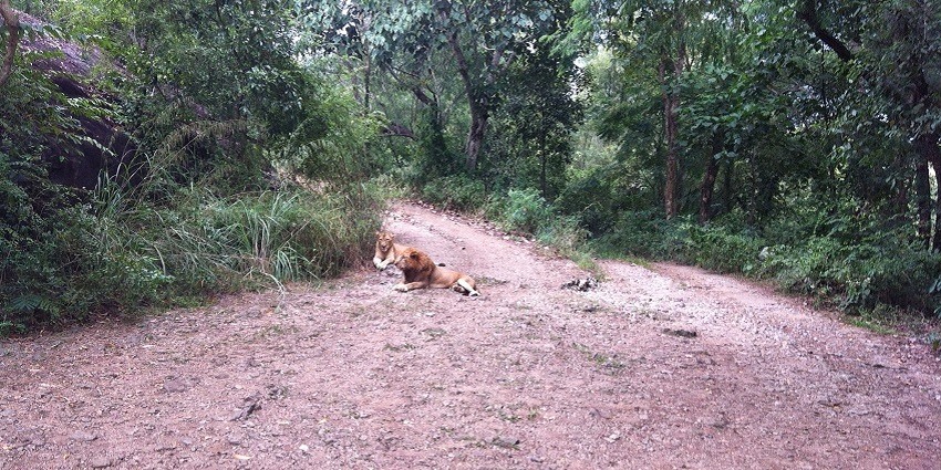 Among the various species of wildlife in this sanctuary, lions are one amazing attraction.