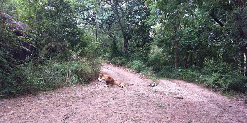 Lions in the pathways of Neyyar Wildlife Sanctuary- a perfect place for wildlife enthusiasts