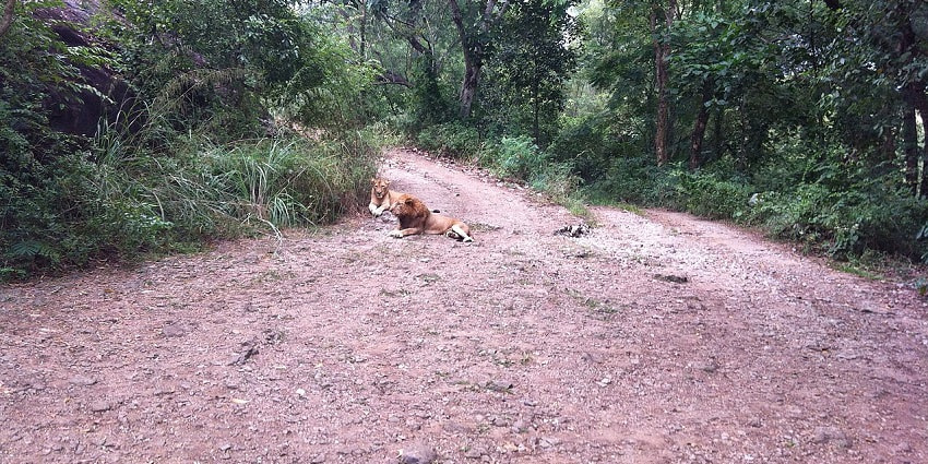 Watch wildlife in action at the Neyyar Wildlife Sanctuary, which is near the Mankayam Waterfalls