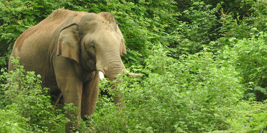 A jaw-dropping view of an elephant in Munnar Wildlife Sanctuary amidst lush greenery.