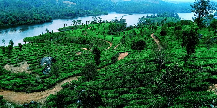 A lush green view of a hill station in Kerala with a river flowing on the side of it.