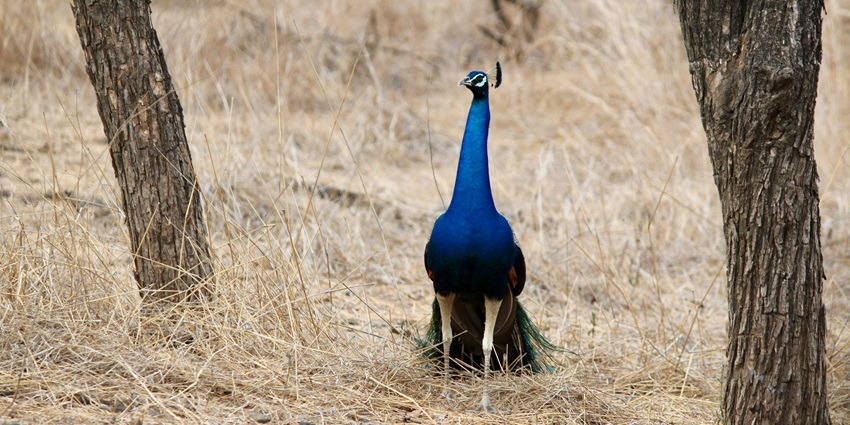A stunning view of a colourful peacock in the middle of a forest with dry grass and trees.