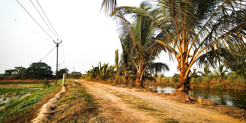 A view of coconut trees near a water body on one side and a strip of road on the other.