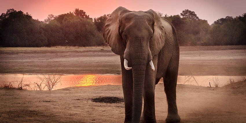 A breathtaking landscape of an elephant on a dry grassland during the golden hour.