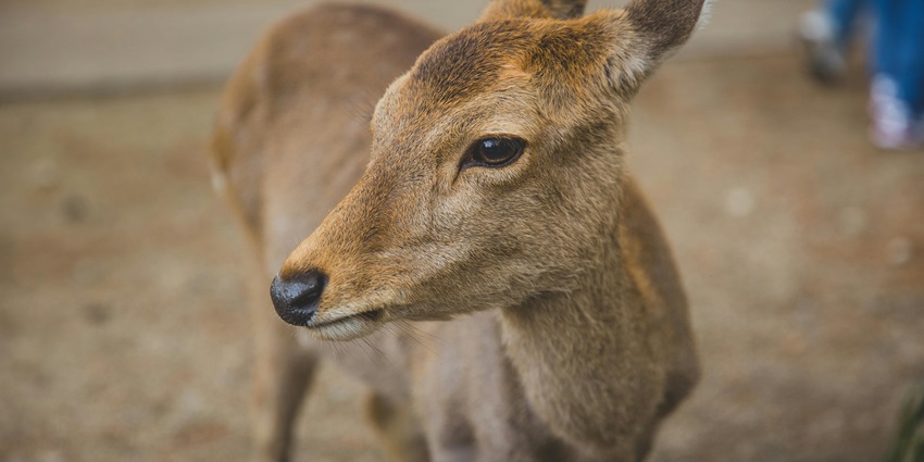 A breathtaking landscape of a small deer standing in a dry grassland during the day.