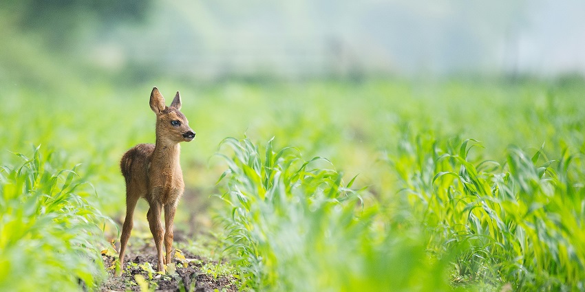 A fascinating view of a baby beige deer amidst lush green grass in a wildlife sanctuary.