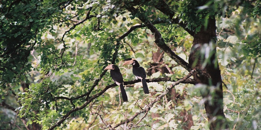 A view of two hornbills sitting on a branch in a forest surrounded by thick vegetation.