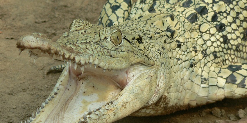 Visit Lohabarrack Saltwater Crocodile Sanctuary— a habitat for saltwater crocodiles.