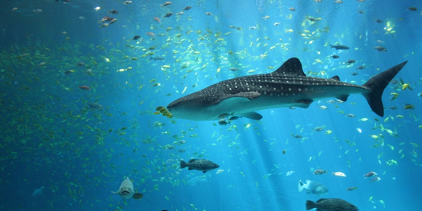 The snapshot of the Shark swimming in the Aquarium - Atlantis Waterpark Dubai, UAE