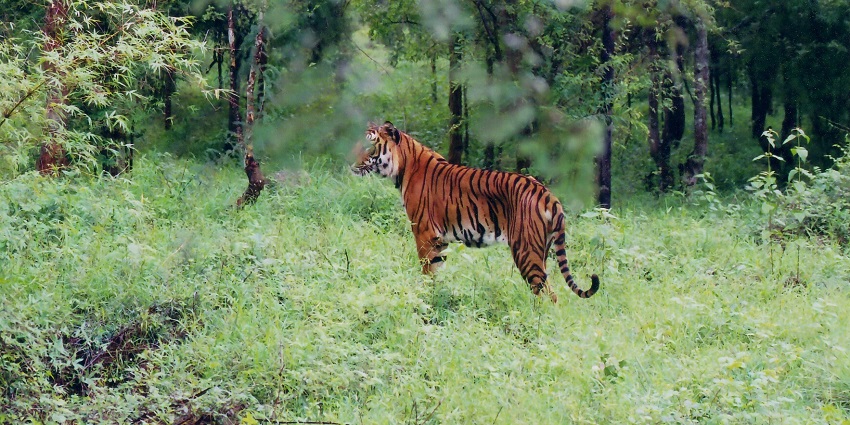 Strolling down verdant valleys and witness the raw beauty of nature