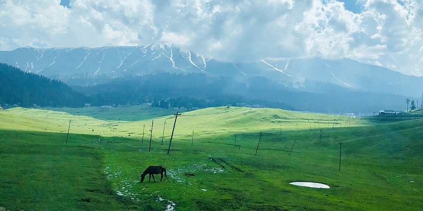 A horse grazing on the green fields of Gulmarg in Kashmir with the backdrop of clouds