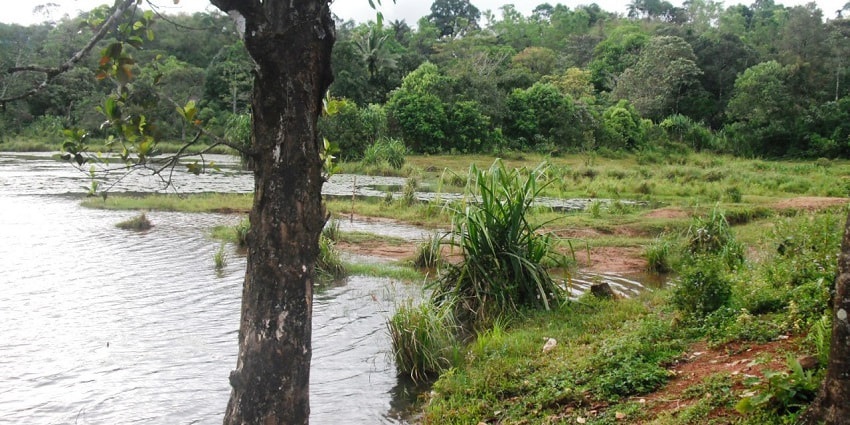 Stroll through the lush landscapes of Idukki Wildlife Sanctuary for the love of nature.