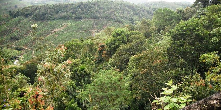 Stroll through the lush landscapes of Kumily and dive into its natural beauty in no time.