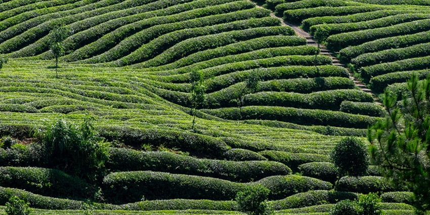 Visiting the Makaibari Tea Home is one of the best things to do in Kurseong, Darjeeling.