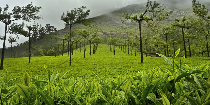 Stroll through the lush tea plantations in Munnar during your trip to the attraction.