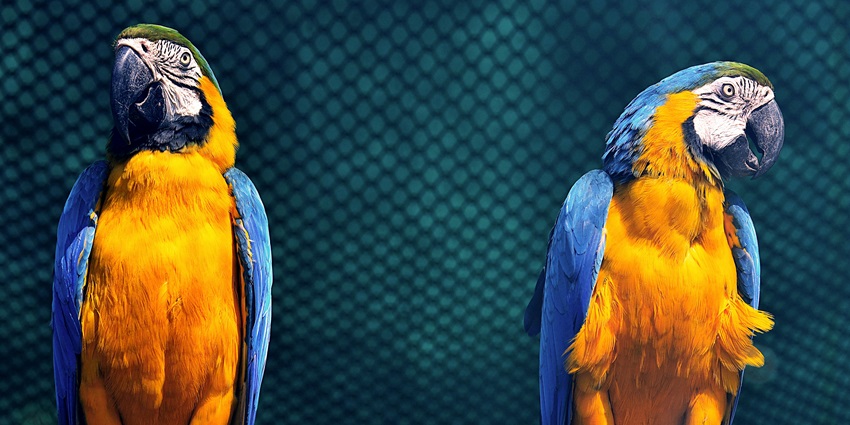 Two vibrant macaw birds perched on a branch - one of the best zoos to visit in Kochi