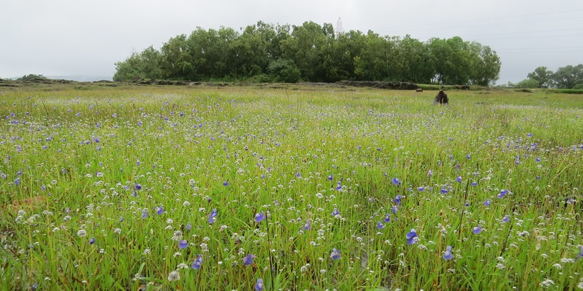 Image of a lush green field with flowers in Madayipara - One of the best hill station to explore in Kannur