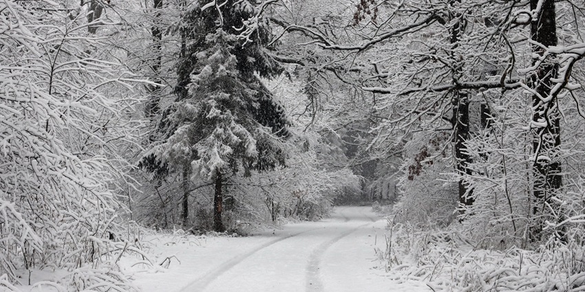 Heavy snow covering the path, with pine trees also covered in thick and white snow.