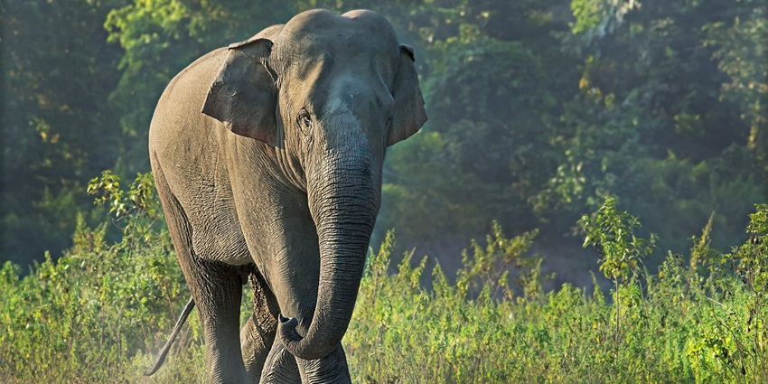 A picture of an elephant roaming around in the Mahananda Wildlife Sanctuary in West Bengal