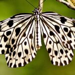 A view of a white and black butterfly on a Malabar Tree with greenery in the backdrop.