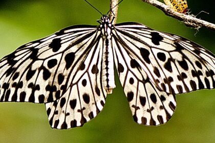 A view of a white and black butterfly on a Malabar Tree with greenery in the backdrop.