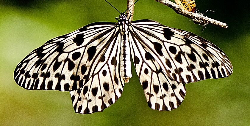 A view of a white and black butterfly on a Malabar Tree with greenery in the backdrop.