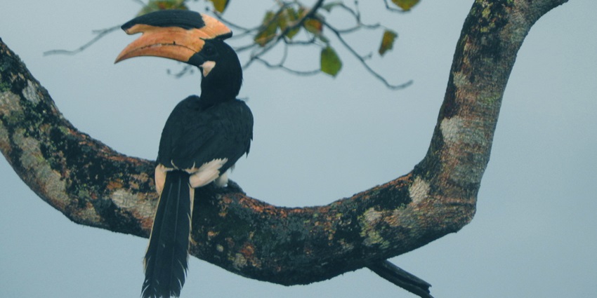 Malabar pied hornbill has a captivating appearance with a large yellow and black bill.