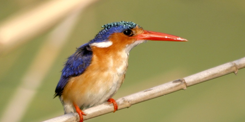 Mahatma Gandhi Marine National Park offers one of the best bird-watching activities.