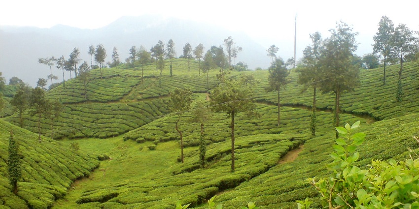 Vast landscapes of Malakkappara Tea Estate offering enchanting view of the cloudy hills