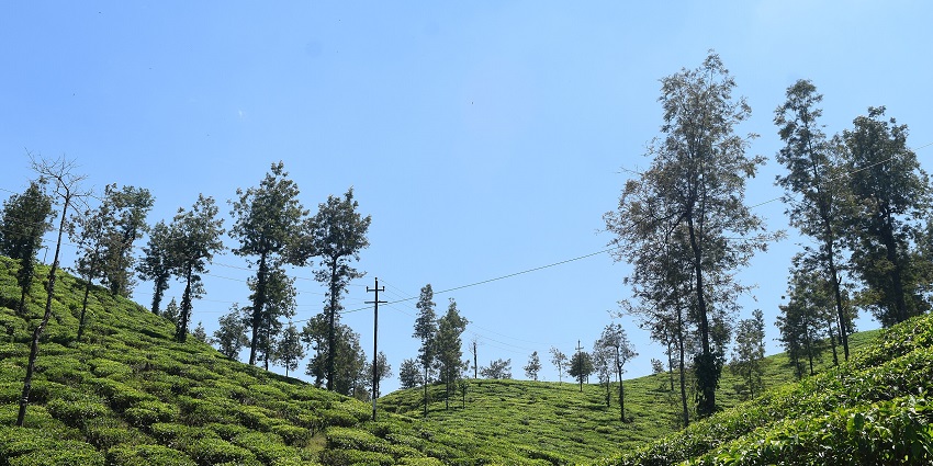 Relax among the refreshing Malakkappara Tea Gardens, near Athirapally Waterfalls.