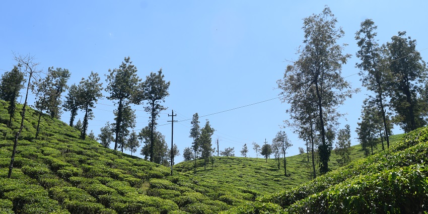 Malakkappara Tea Gardens are known for their scenic beauty and cooling atmosphere, perfect for strolling.