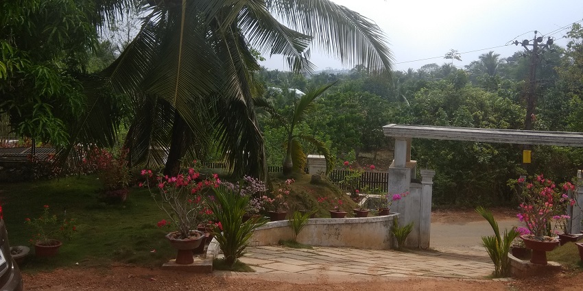 Clear view of Palm trees and blue sky at the Malappuram - Places to visit in South Kerala