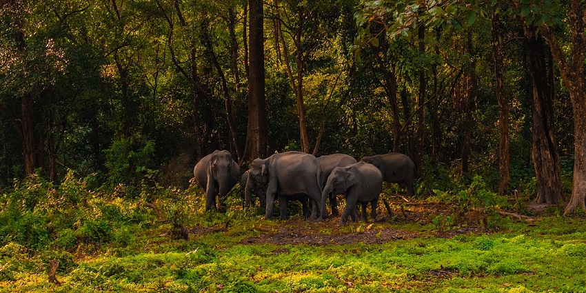 Spot exotic tigers, elephants, and one-horned rhinos at Manas Wildlife Sanctuary in Assam.