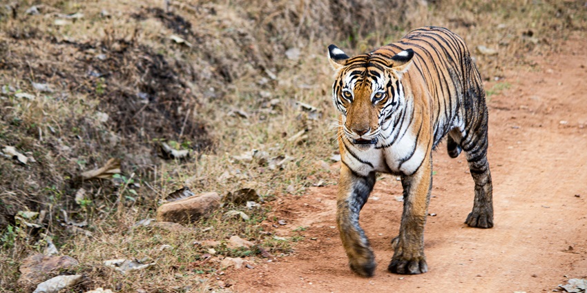 A tiger walking on the rugged terrains of Manda Zoo near Hari Niwas, in Jammu.
