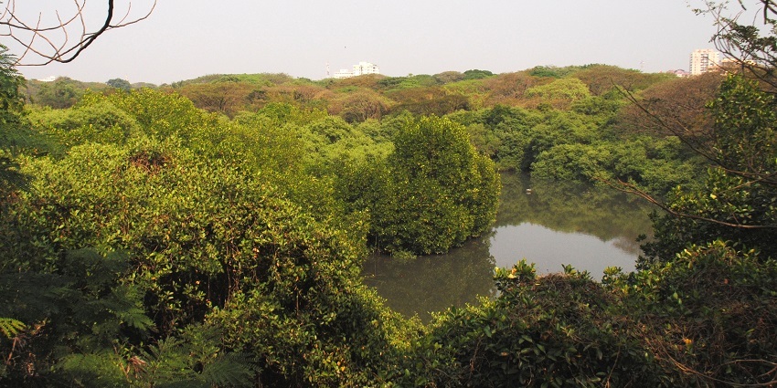 Snapshot of the picturesque Bird sanctuary home to some rare species and wildlife