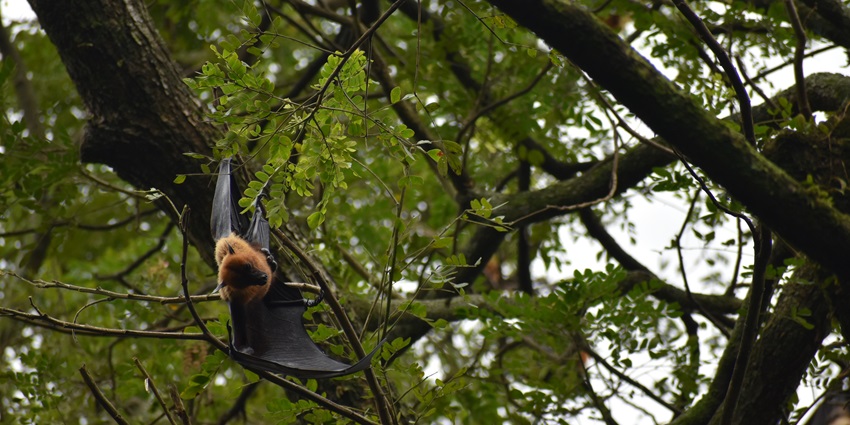 A place to see exotic birds in Kochi