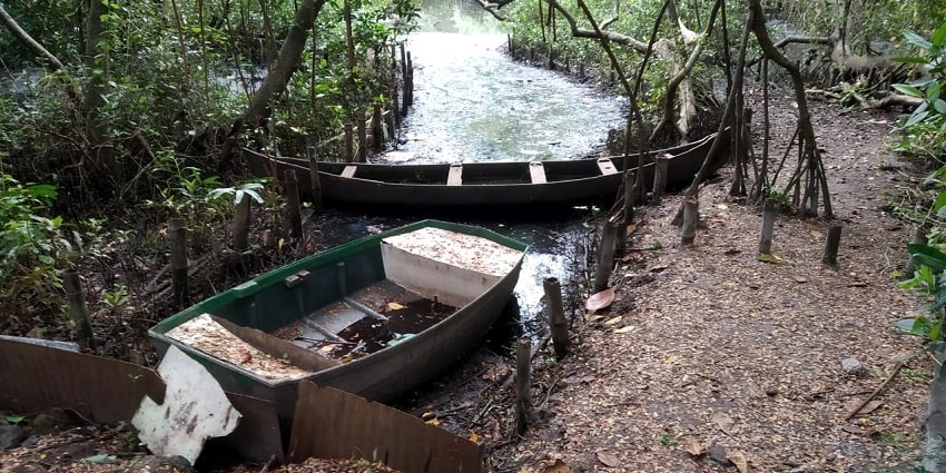 A stream flowing through the Mangalavanam bird sanctuary nestled amidst lush forest