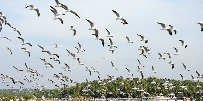 This sanctuary is the home to various local and migratory birds, adding to the charm.