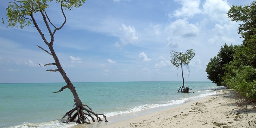 The view of Mangrove creeks with lush greenery and calm waters in Havelock Island