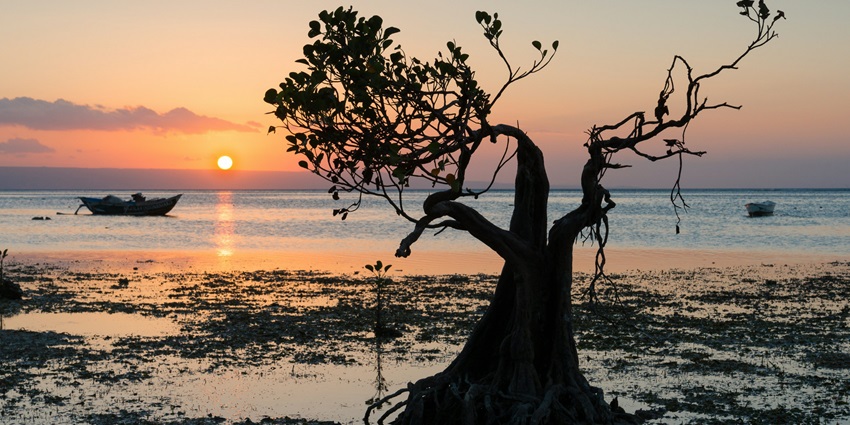 Adventure through dense mangrove forests rich in flora and fauna on Butler Bay Beach.