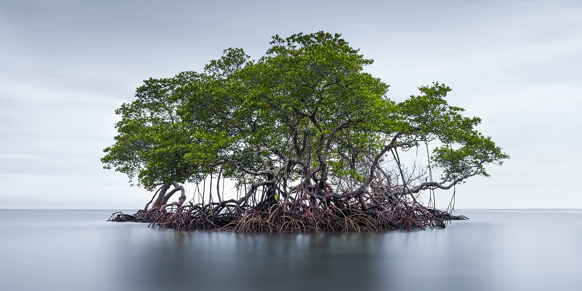 A beautiful frontal view of the Mangrove forest cover in the middle of the beach.