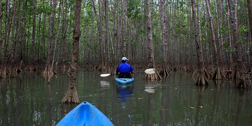 One of the best things to do in Parrot Island is Kayaking through lush green forest