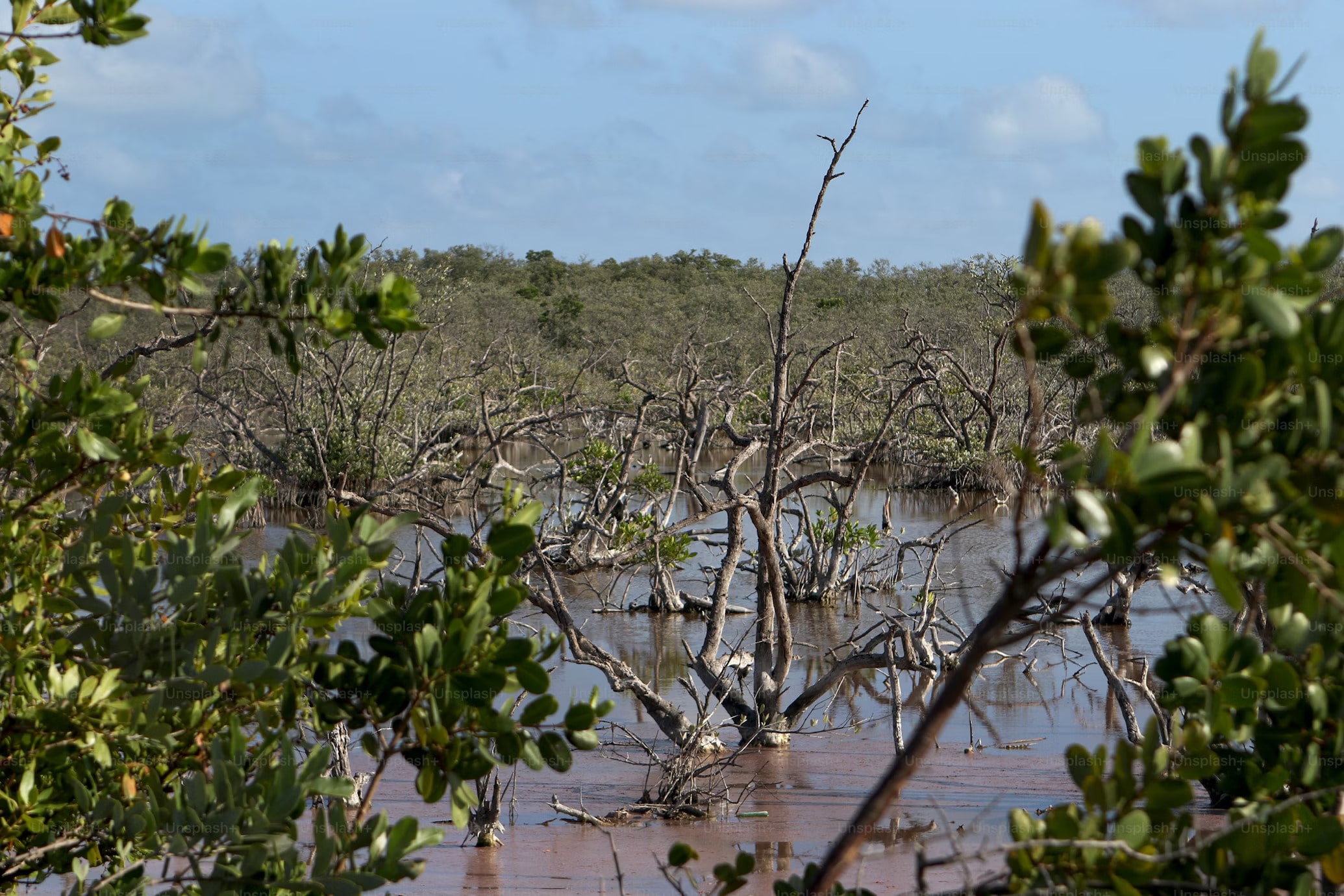 Get a glimpse of the flora and fauna as you explore the mangroves near the beach.
