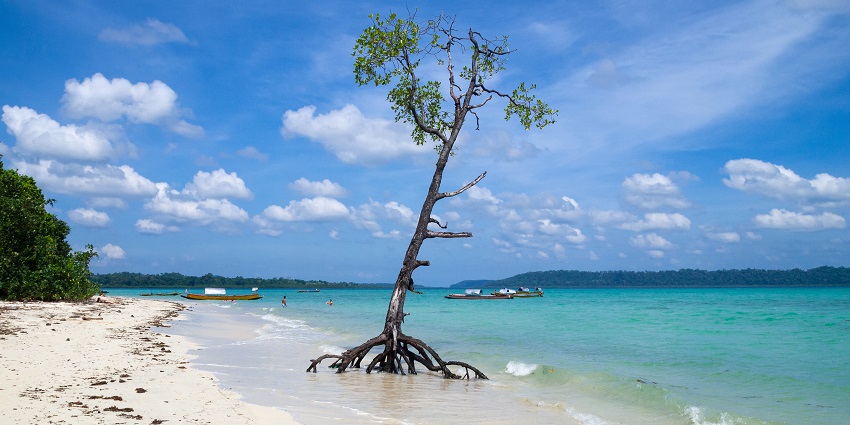 Mangroves in Havelock Island - a must-visit in the places to visit in Andaman and Nicobar.