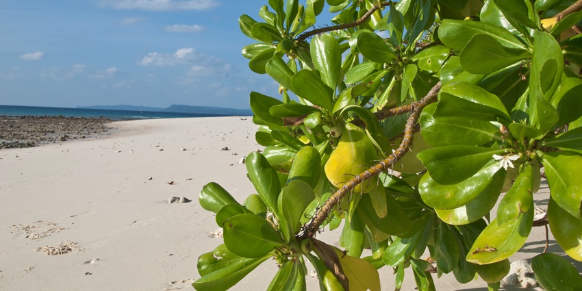 Leaves of a Mangrove in a forest - one of the scenic places to visit in Neil Island.