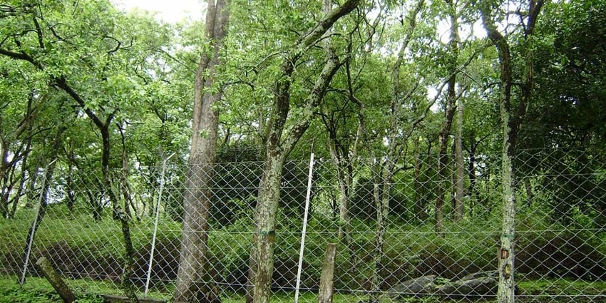 Head to Marayoor for a scenic drive through the sandalwood forest and other attractions.