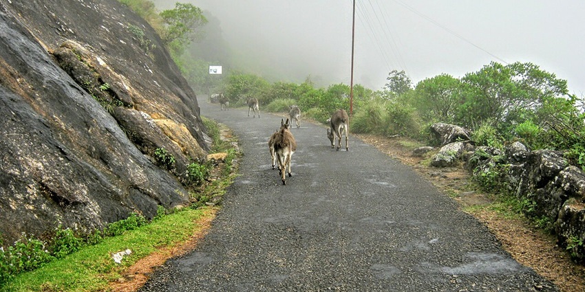 Dense sandalwood groves in Marayoor Forest showcase Kerala’s fragrant heritage amid misty hills and tribal settlements.