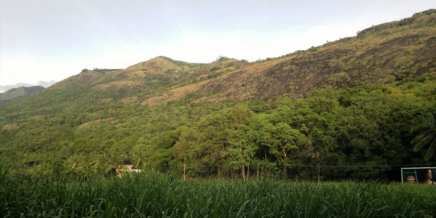 Stroll in the beautiful Sandalwood Forest and witness the magnificent beauty of nature