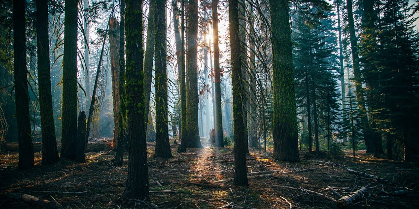 Sprawling Marayoor sandalwood forests are the highlight of Kanthalloor village in Kerala.