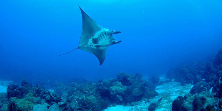 A picture of an aquatic animal roaming in the depths of the ocean around Andaman